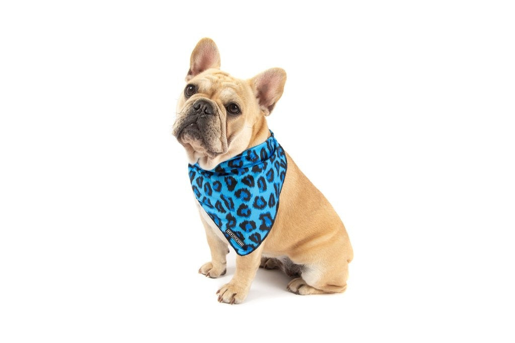 Big  and Little dogs Bandana Blue Leopard - Premium Bandana > Hondenbandana from Big and Little Dogs - Just €9.99! Shop now at Frenkiezdogshop