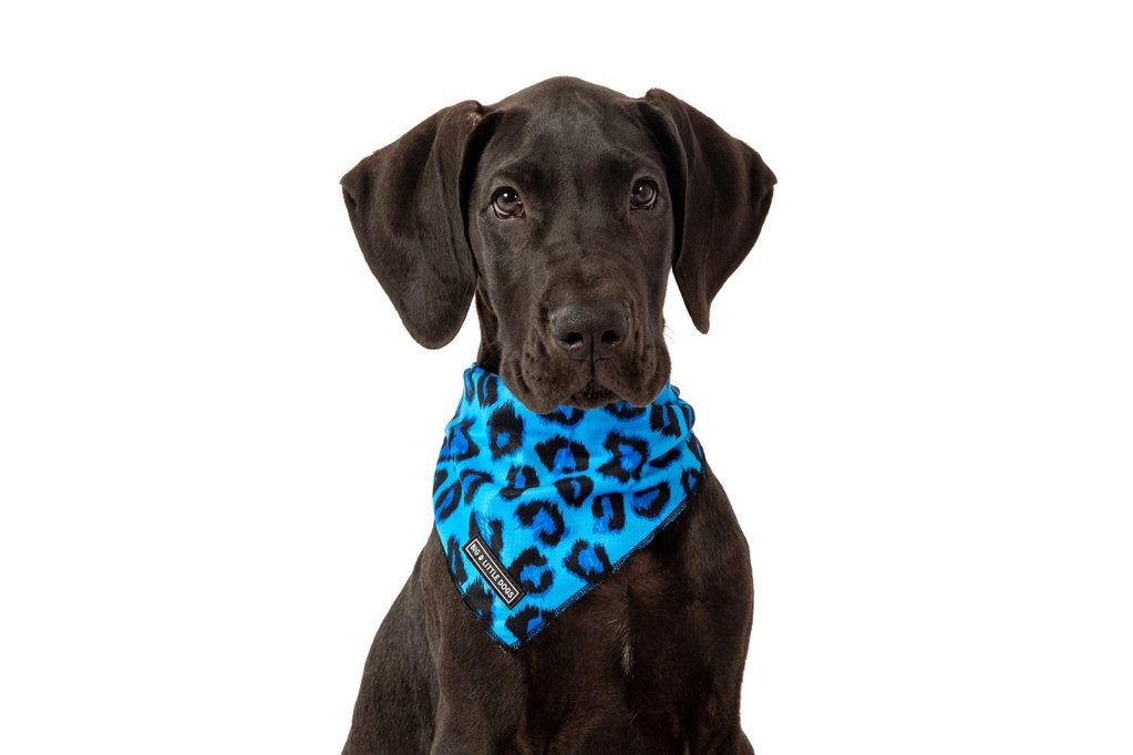 Big  and Little dogs Bandana Blue Leopard - Premium Bandana > Hondenbandana from Big and Little Dogs - Just €9.99! Shop now at Frenkiezdogshop