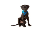 Big  and Little dogs Bandana Blue Leopard - Premium Bandana > Hondenbandana from Big and Little Dogs - Just €9.99! Shop now at Frenkiezdogshop