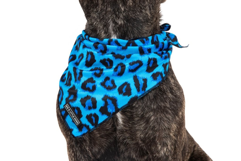 Big  and Little dogs Bandana Blue Leopard - Premium Bandana > Hondenbandana from Big and Little Dogs - Just €9.99! Shop now at Frenkiezdogshop