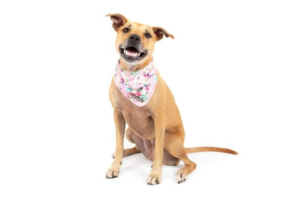 Big  and Little dogs Bandana Born to be a Unicorn - Premium Bandana > Hondenbandana from Big and Little Dogs - Just €9.99! Shop now at Frenkiezdogshop