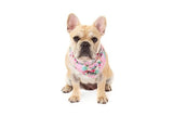 Big  and Little dogs Bandana Born to be a Unicorn - Premium Bandana > Hondenbandana from Big and Little Dogs - Just €9.99! Shop now at Frenkiezdogshop