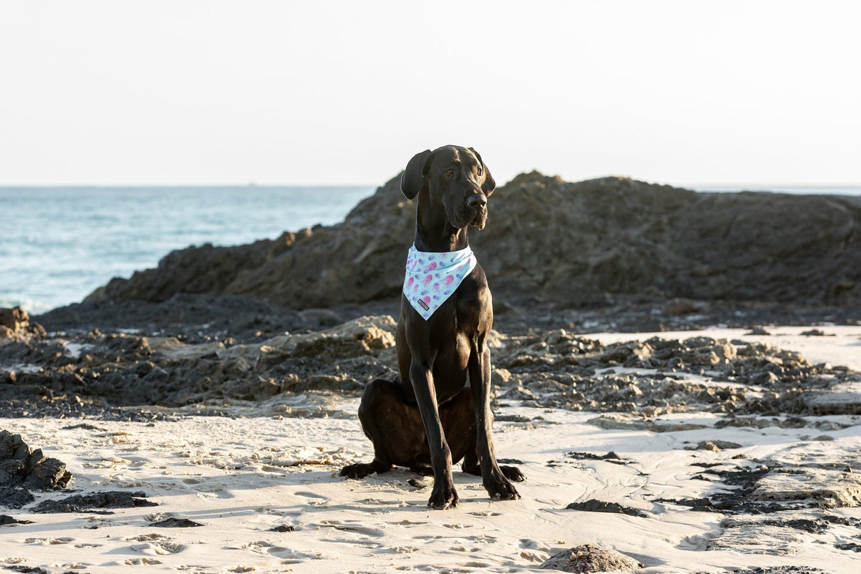 Big  and Little dogs Bandana Don't Be Jelly - Premium Bandana > Hondenbandana from Big and Little Dogs - Just €9.99! Shop now at Frenkiezdogshop