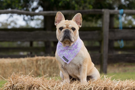 Big and Little dogs Bandana Painted Purple Bandana > Hondenbandana Small/Medium