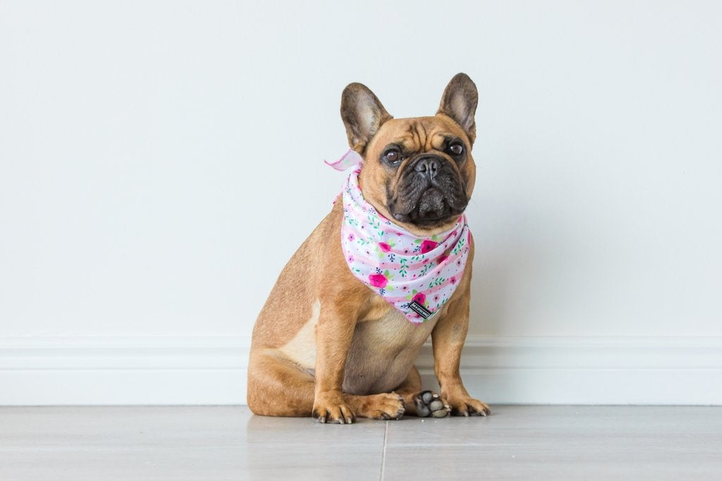 Big  and Little dogs Bandana Pretty as can Bee - Premium Bandana > Hondenbandana from Big and Little Dogs - Just €9.99! Shop now at Frenkiezdogshop