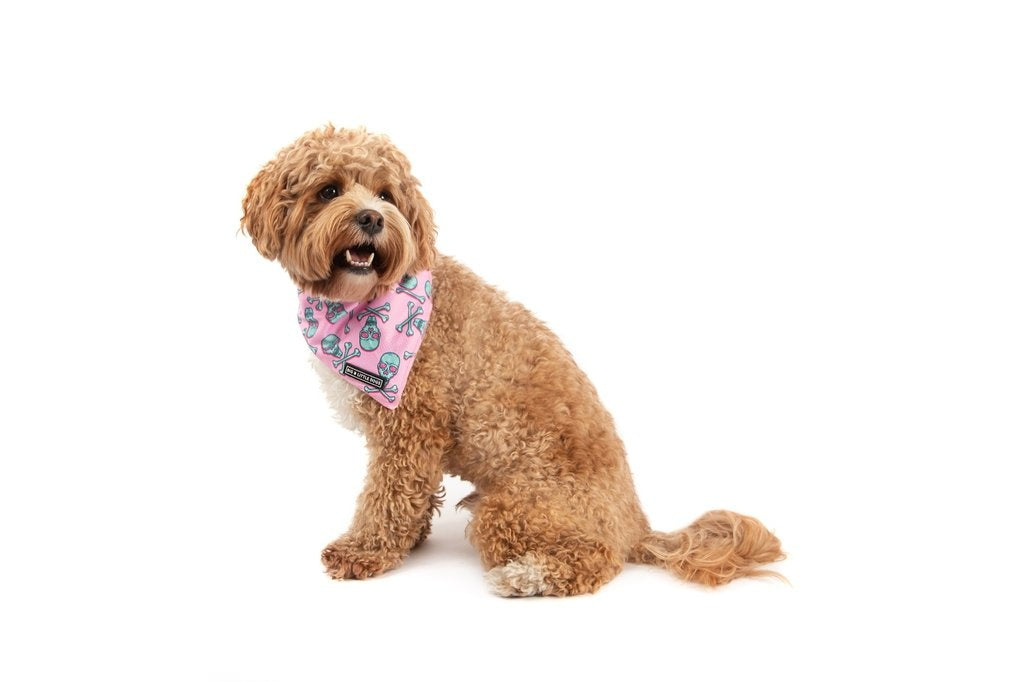 Big  and Little dogs Bandana Skull and Bones - Premium Bandana > Hondenbandana from Big and Little Dogs - Just €9.99! Shop now at Frenkiezdogshop