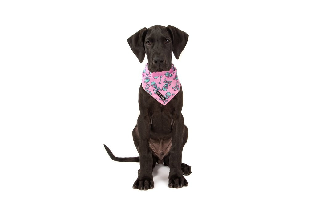 Big  and Little dogs Bandana Skull and Bones - Premium Bandana > Hondenbandana from Big and Little Dogs - Just €9.99! Shop now at Frenkiezdogshop