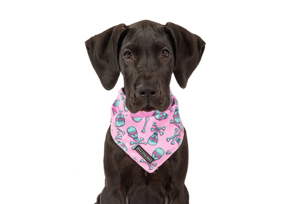 Big  and Little dogs Bandana Skull and Bones - Premium Bandana > Hondenbandana from Big and Little Dogs - Just €9.99! Shop now at Frenkiezdogshop