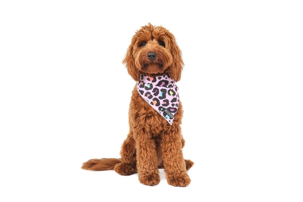 Big  and Little dogs Bandana  Spotted Leopard - Premium Bandana > Hondenbandana from Big and Little Dogs - Just €9.99! Shop now at Frenkiezdogshop