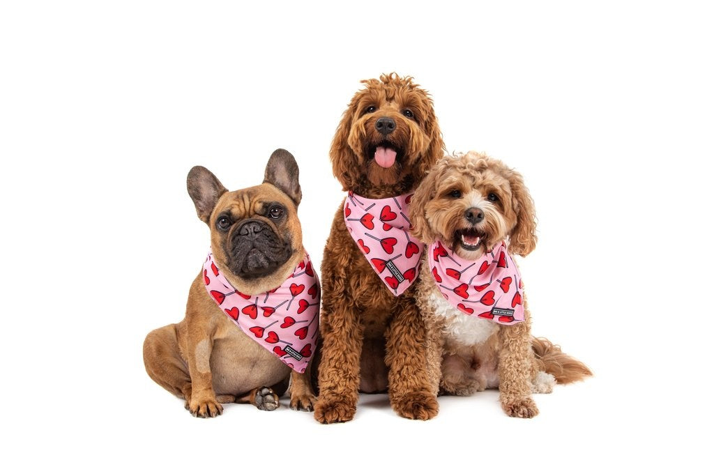 Big  and Little dogs Bandana Sucker For Love - Premium Bandana > Hondenbandana from Big and Little Dogs - Just €9.99! Shop now at Frenkiezdogshop