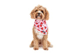 Big  and Little dogs Bandana Sucker For Love - Premium Bandana > Hondenbandana from Big and Little Dogs - Just €9.99! Shop now at Frenkiezdogshop