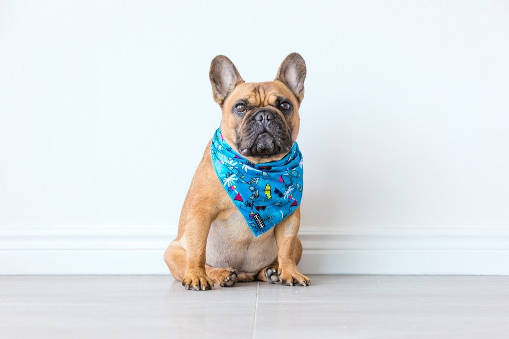 Big  and Little dogs Bandana Surf's Up - Premium Bandana > Hondenbandana from Big and Little Dogs - Just €9.99! Shop now at Frenkiezdogshop