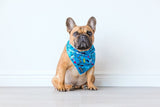 Big  and Little dogs Bandana Surf's Up - Premium Bandana > Hondenbandana from Big and Little Dogs - Just €9.99! Shop now at Frenkiezdogshop