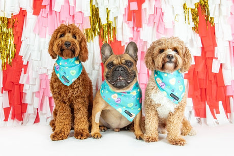 Big  and Little dogs Bandana Conversation Hearts - Premium Bandana > Hondenbandana from Big and Little Dogs - Just €9.99! Shop now at Frenkiezdogshop