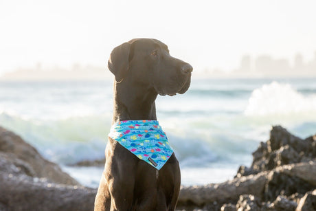 Big  and Little dogs Bandana You're A Catch - Premium Bandana > Hondenbandana from Big and Little Dogs - Just €9.99! Shop now at Frenkiezdogshop