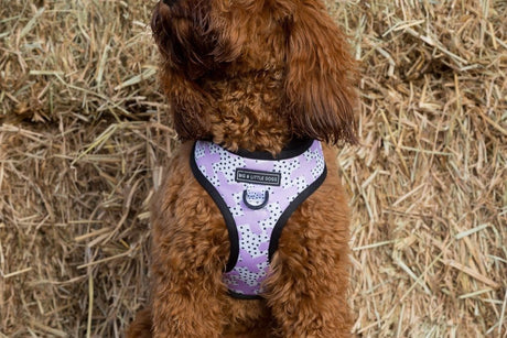 Big and Little Dogs Hoody Harness Painted Purple hondentuig > honden harnas > model A X - Small