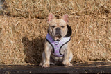 Big and Little Dogs Hoody Harness Painted Purple - Premium hondentuig > honden harnas from Big and Little Dogs - Just €25.99! Shop now at Frenkiezdogshop