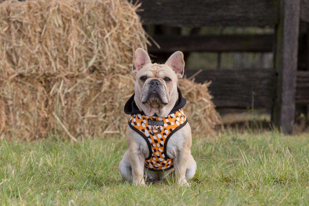 Big and Little Dogs Hoody Harness Spicy Mustard - Premium hondentuig > honden harnas from Big and Little Dogs - Just €29.99! Shop now at Frenkiezdogshop