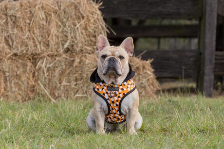 Big and Little Dogs Hoody Harness Spicy Mustard hondentuig > honden harnas > model A X - Small