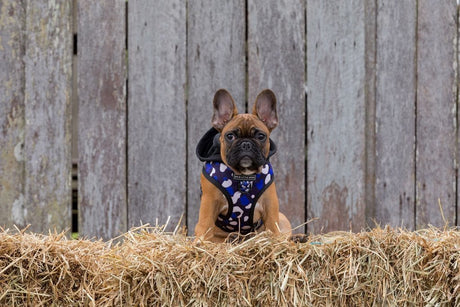 Big and Little Dogs Hoody Harness Winter Blues hondentuig > honden harnas > model A X - Small