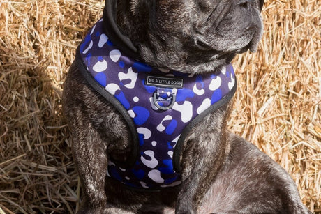 Big and Little Dogs Hoody Harness Winter Blues hondentuig > honden harnas > model A X - Small