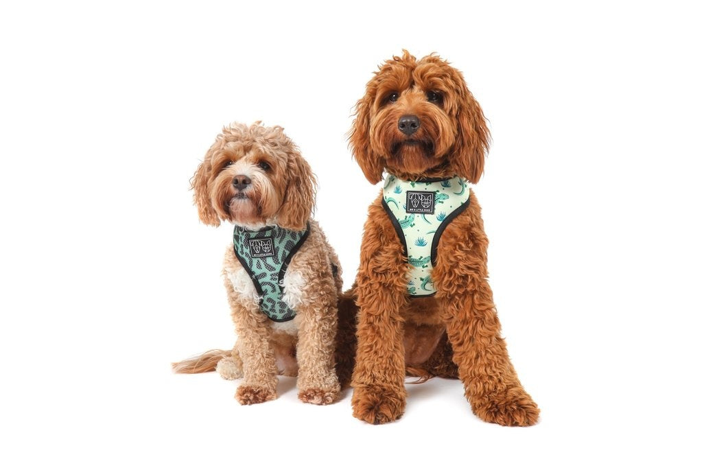 Big and Little Dogs Reversible Crikey Croc - Premium hondentuig > honden harnas from Big and Little Dogs - Just €23.99! Shop now at Frenkiezdogshop