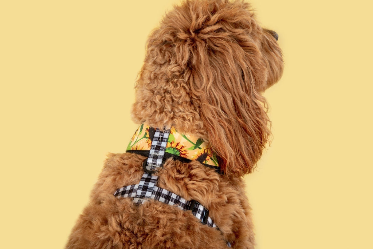 Big and Little Dogs Reversible Harness Sunny Vibes - Premium hondentuig > honden harnas from Big and Little Dogs - Just €27.99! Shop now at Frenkiezdogshop