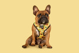 Big and Little Dogs Reversible Harness Sunny Vibes - Premium hondentuig > honden harnas from Big and Little Dogs - Just €27.99! Shop now at Frenkiezdogshop