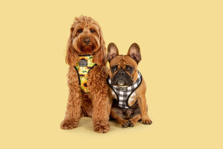 Big and Little Dogs Reversible Harness Sunny Vibes - Premium hondentuig > honden harnas from Big and Little Dogs - Just €27.99! Shop now at Frenkiezdogshop