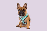 Big and Little Dogs Reversible Harness Toucan do it - Premium hondentuig > honden harnas from Big and Little Dogs - Just €28.99! Shop now at Frenkiezdogshop