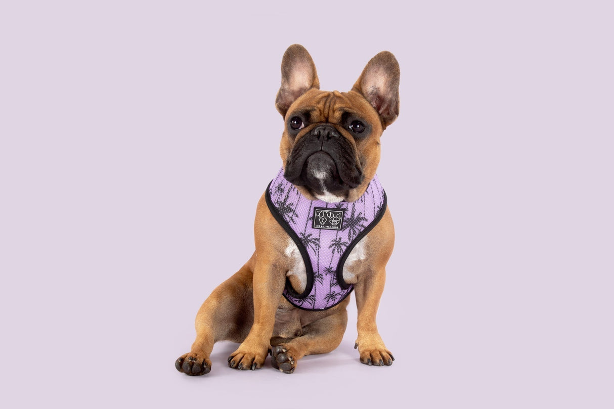 Big and Little Dogs Reversible Harness Toucan do it - Premium hondentuig > honden harnas from Big and Little Dogs - Just €28.99! Shop now at Frenkiezdogshop