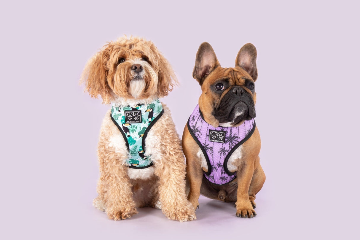 Big and Little Dogs Reversible Harness Toucan do it - Premium hondentuig > honden harnas from Big and Little Dogs - Just €28.99! Shop now at Frenkiezdogshop