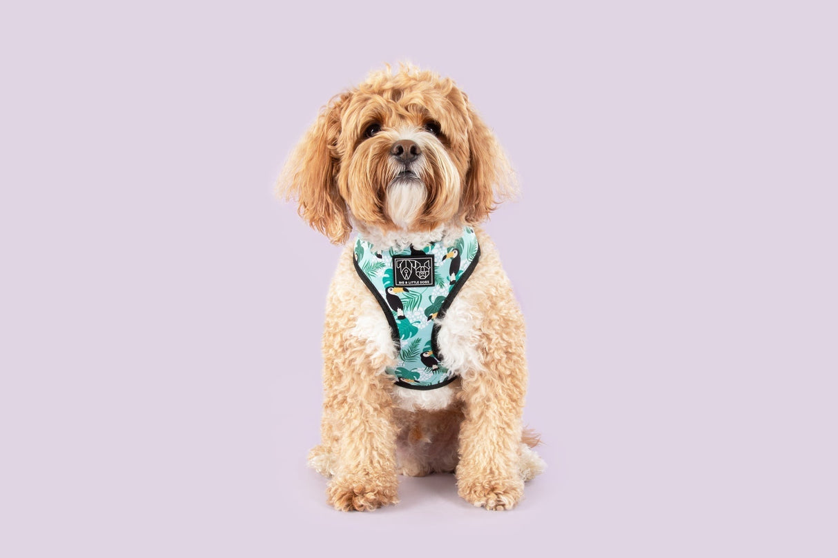 Big and Little Dogs Reversible Harness Toucan do it - Premium hondentuig > honden harnas from Big and Little Dogs - Just €28.99! Shop now at Frenkiezdogshop