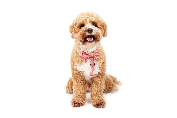 Big and Little Dogs Strap Harness Sashimi - Premium hondentuig > honden harnas from Big and Little Dogs - Just €19.99! Shop now at Frenkiezdogshop