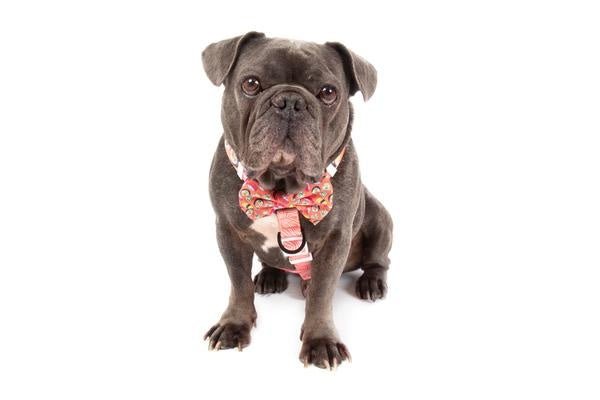 Big and Little Dogs Strap Harness Sashimi - Premium hondentuig > honden harnas from Big and Little Dogs - Just €19.99! Shop now at Frenkiezdogshop