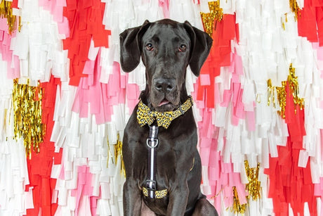 Big and Little Dogs Strap Harness Wild Thing hondentuig > honden harnas > overige modellen Small