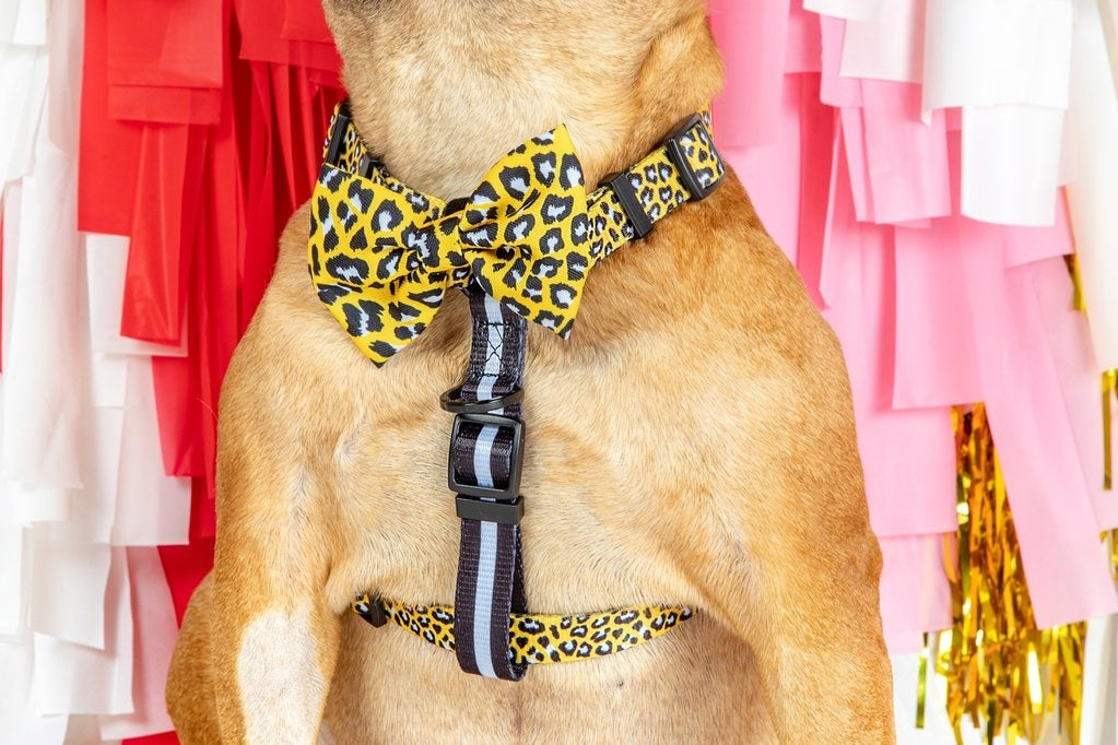 Big and Little Dogs Strap Harness Wild Thing - Premium hondentuig > honden harnas from Big and Little Dogs - Just €19.99! Shop now at Frenkiezdogshop