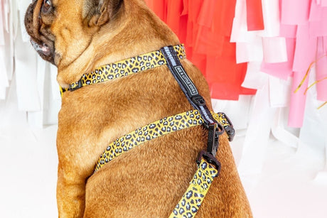 Big and Little Dogs Strap Harness Wild Thing hondentuig > honden harnas > overige modellen Small