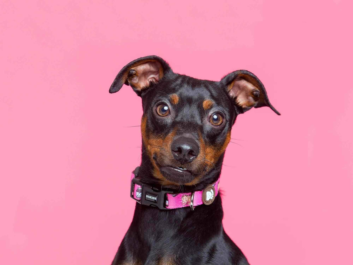 Dukier halsband collar Dogtella - Premium halsband > hondenhalsband from Dukier - Just €17.99! Shop now at Frenkiezdogshop