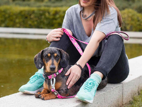 Dukier halsband collar Dogtella halsband > hondenhalsband X - Small