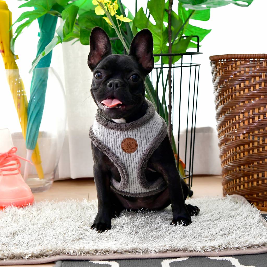 Pinkaholic Zuri Harness grey ( small ) - Premium hondentuig > honden harnas from Pinkaholic - Just €23.99! Shop now at Frenkiezdogshop