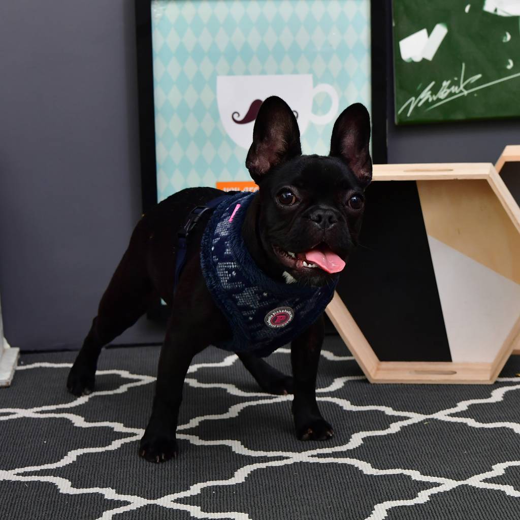 Pinkaholic Mirabelle Harness navy - Premium hondentuig > honden harnas from Pinkaholic - Just €25.99! Shop now at Frenkiezdogshop