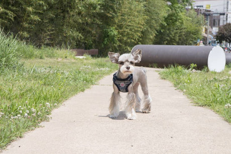 Pinkaholic Da Vinci Harness navy model C hondentuig > honden harnas > model C Small