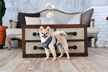 Pinkaholic Da Vinci Harness navy ( ALLEEN LARGE ) hondentuig > honden harnas > model C Small