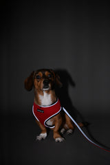 Puppia Reflective Two Tone Lijn Black - Premium hondenriem > hondenlijn from Puppia - Just €15.99! Shop now at Frenkiezdogshop