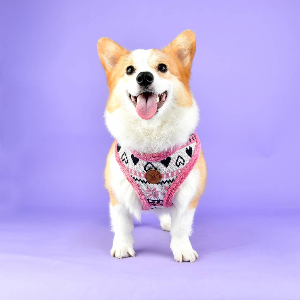 Pinkaholic Joy Harness indian pink - Premium hondentuig > honden harnas from Pinkaholic - Just €24.99! Shop now at Frenkiezdogshop