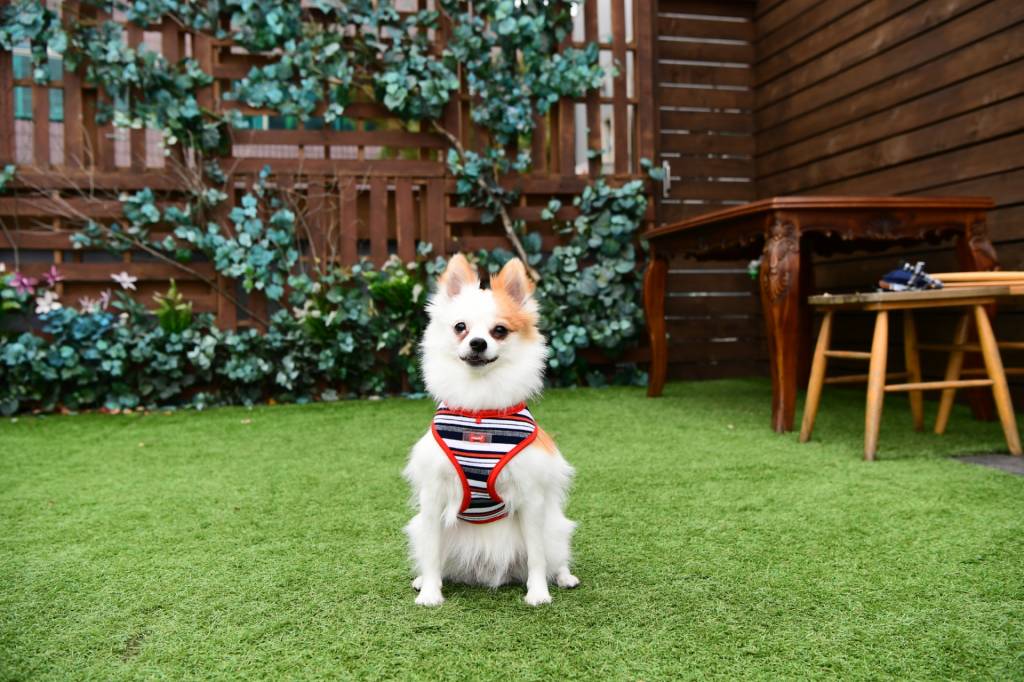 Puppia Oceane Harness Model A Red ( Small & X-Large ) - Premium hondentuig > honden harnas from Puppia - Just €23.99! Shop now at Frenkiezdogshop