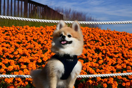 Puppia Soft Vest Harness model B navy hondentuig > honden harnas > model B X - Small