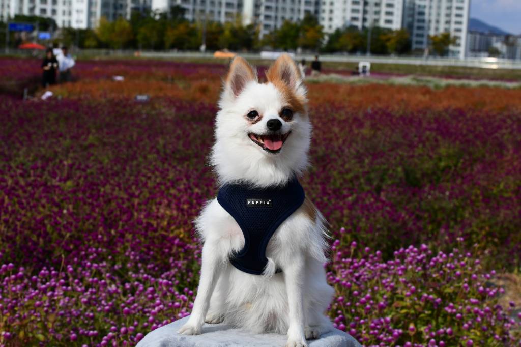 Puppia Soft Harness model A navy - Premium hondentuig > honden harnas from Puppia - Just €18.99! Shop now at Frenkiezdogshop