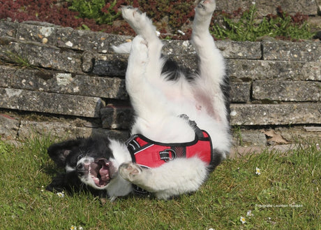 Frenkiez reflective no pull dog harness red hondentuig > honden harnas > Y tuigen X - Small